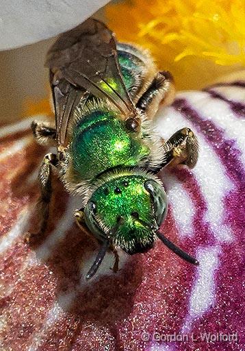 Green Bee On An Iris_P1130689crop.jpg - Photographed at Smiths Falls, Ontario, Canada.